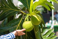 Lā ‘Ulu - 'Ulu fruit