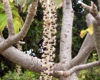 P1010391