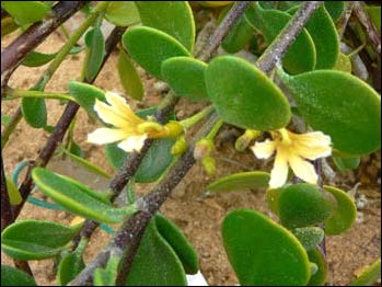 Dwarf naupaka, endangered