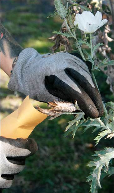 MEO AmeriCorps Volunteer collects pua kala seeds for ongoing research at UH-Manoa examining anti-herbivore defenses in Native Hawaiiian plants.