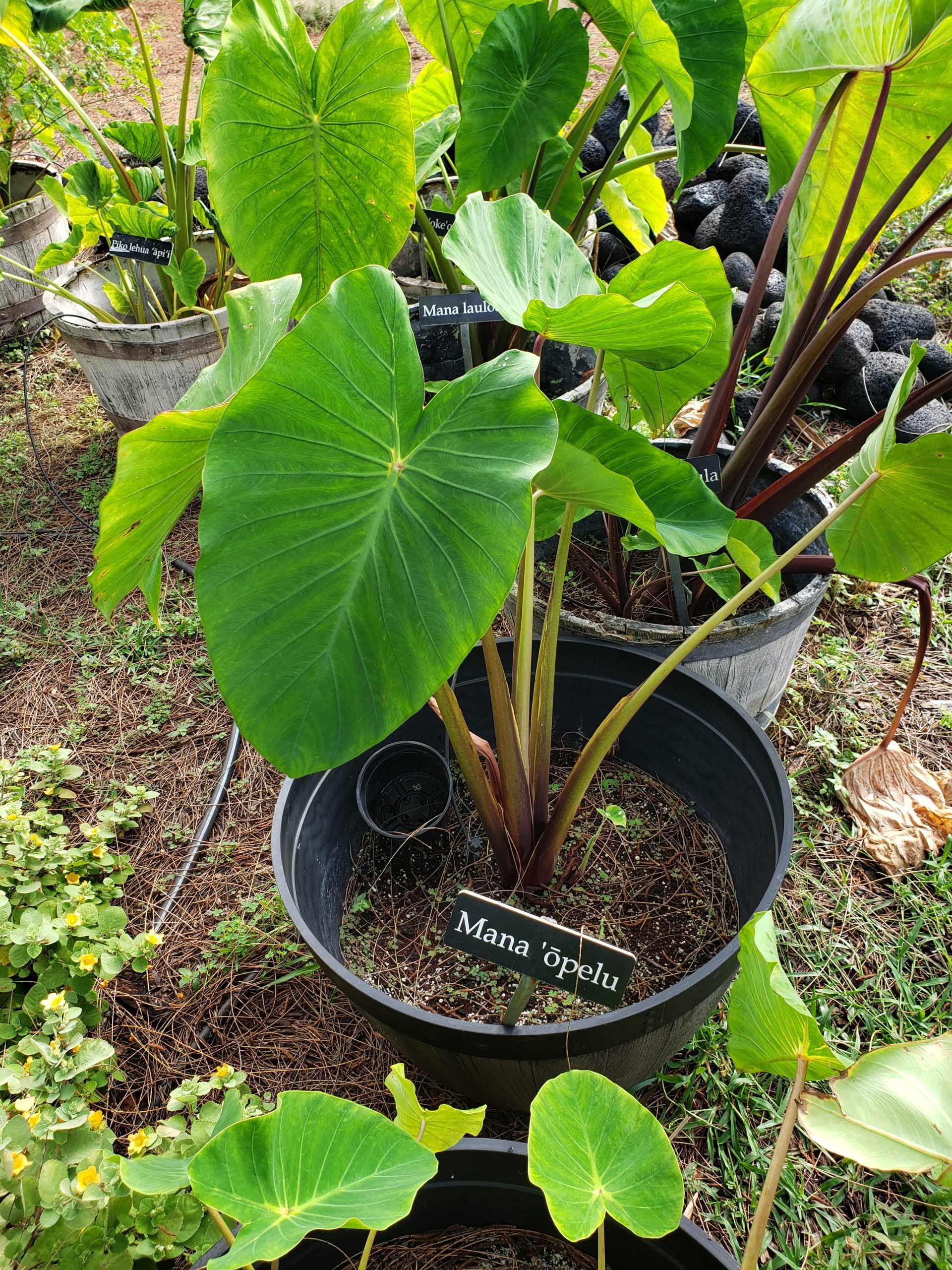 Large kalo in a pot
