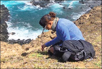 Cathy collecting seeds of coastal ‘akoko (Euphorbia degneri).