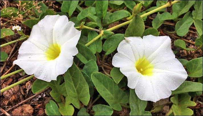 Hunakai (Ipomoea imperati)