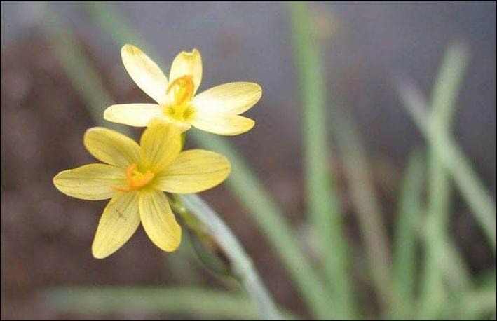 Mau‘u lā‘ili (Hawai'i blue-eyed grass) Sisyrinchium acre - Photo by Ethan Romanchak