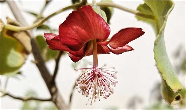 Ko‘oloa‘ula (Abutilon menziesii); Image by Emmely Felipe