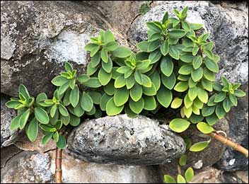 ‘Ala ala wai nui (Peperomia leptostachya