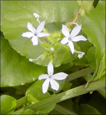 ‘Ilie‘e (Plumbago zeylanica)