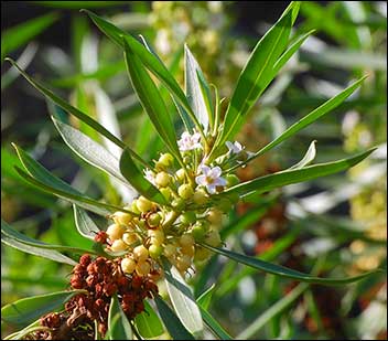 Naio (Myoporum sandwicense ssp. sandwicense)