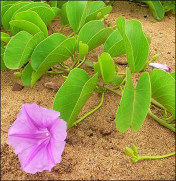 Pohuehue (Ipomoea pes-caprae ssp. brasiliensis)
