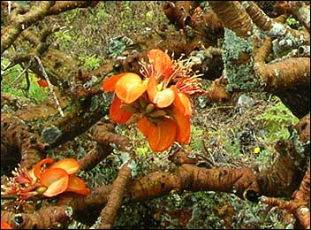 Wiliwili (Erythrina sandwicensis)