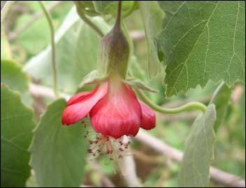 Ko‘oloa‘ula (Abutilon menziesii)