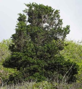 Alahe’e (Psydrax odorata) – Maui Nui Botanical Gardens