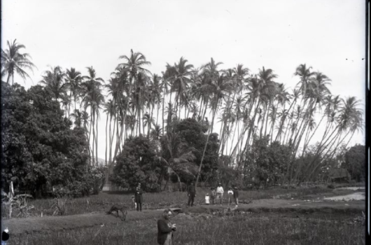 ʻulu niu grove 1800s