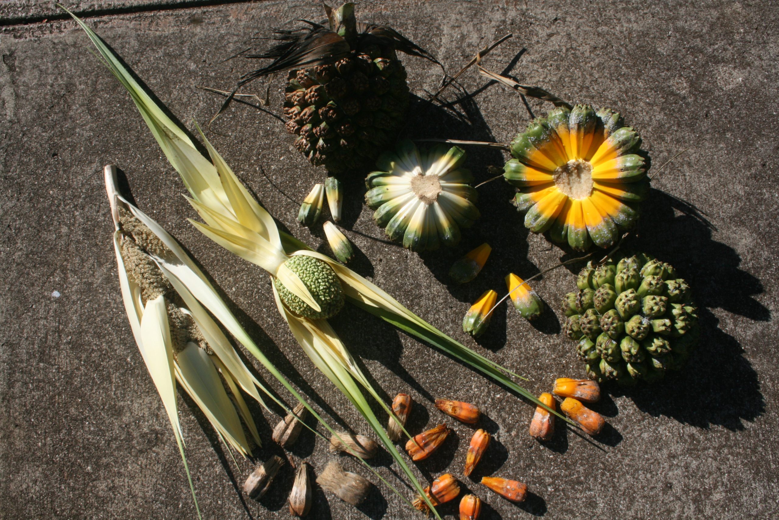 Hala fruit in various stages; MNBG