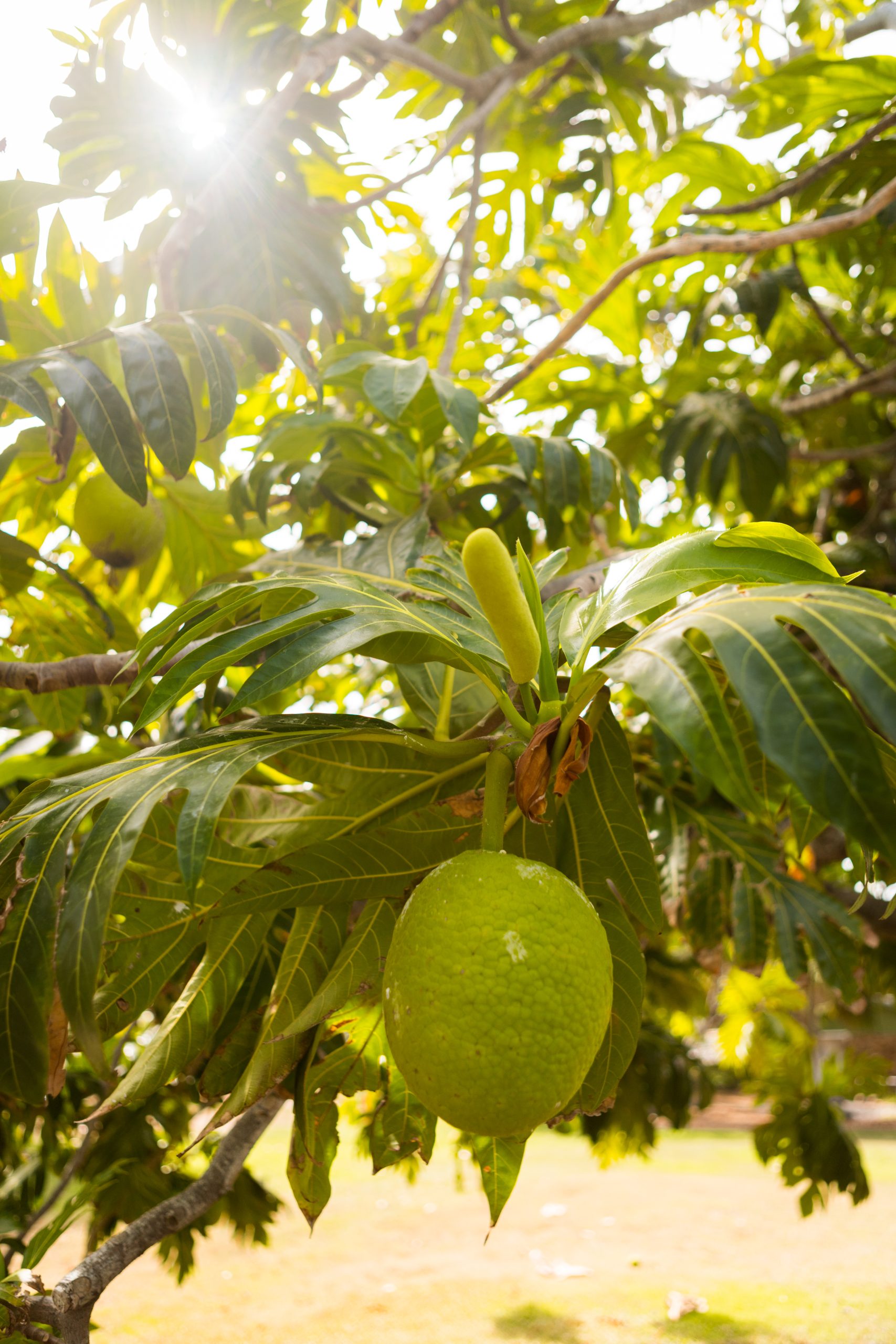 Ulu fruit by Hawaiian Airlines