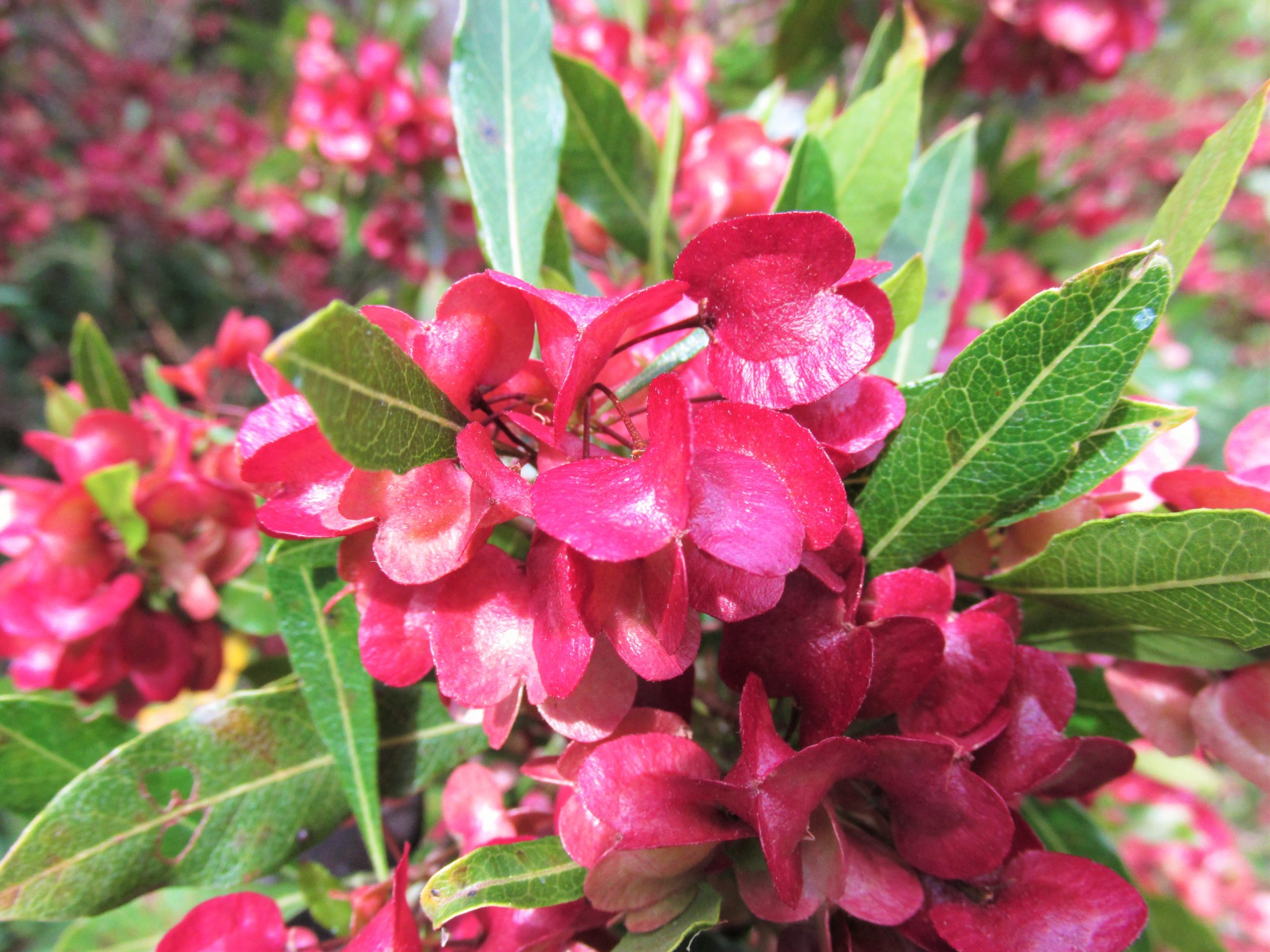 pink aalii seed pods
