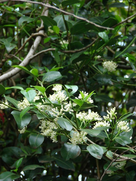 Alahee by Forest and Kim Starr