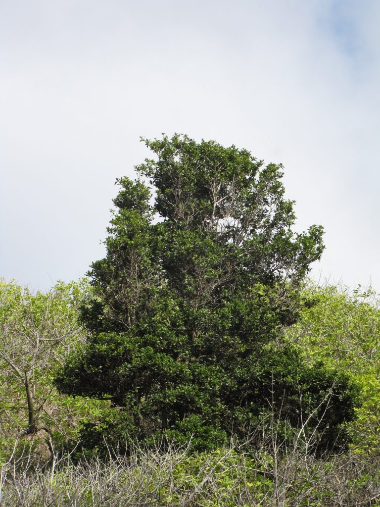 Alahee tree by Forest and Kim Starr