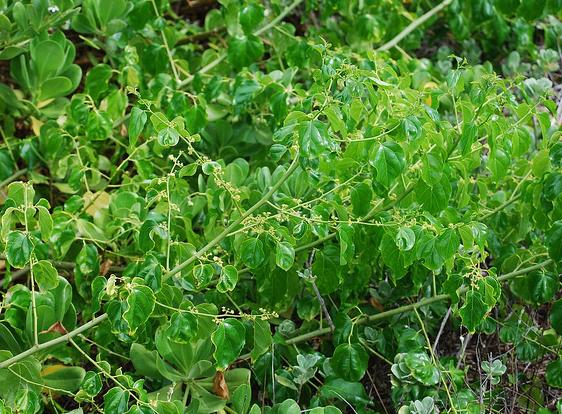 Anapanapa leaves by Jupiter Nielsen