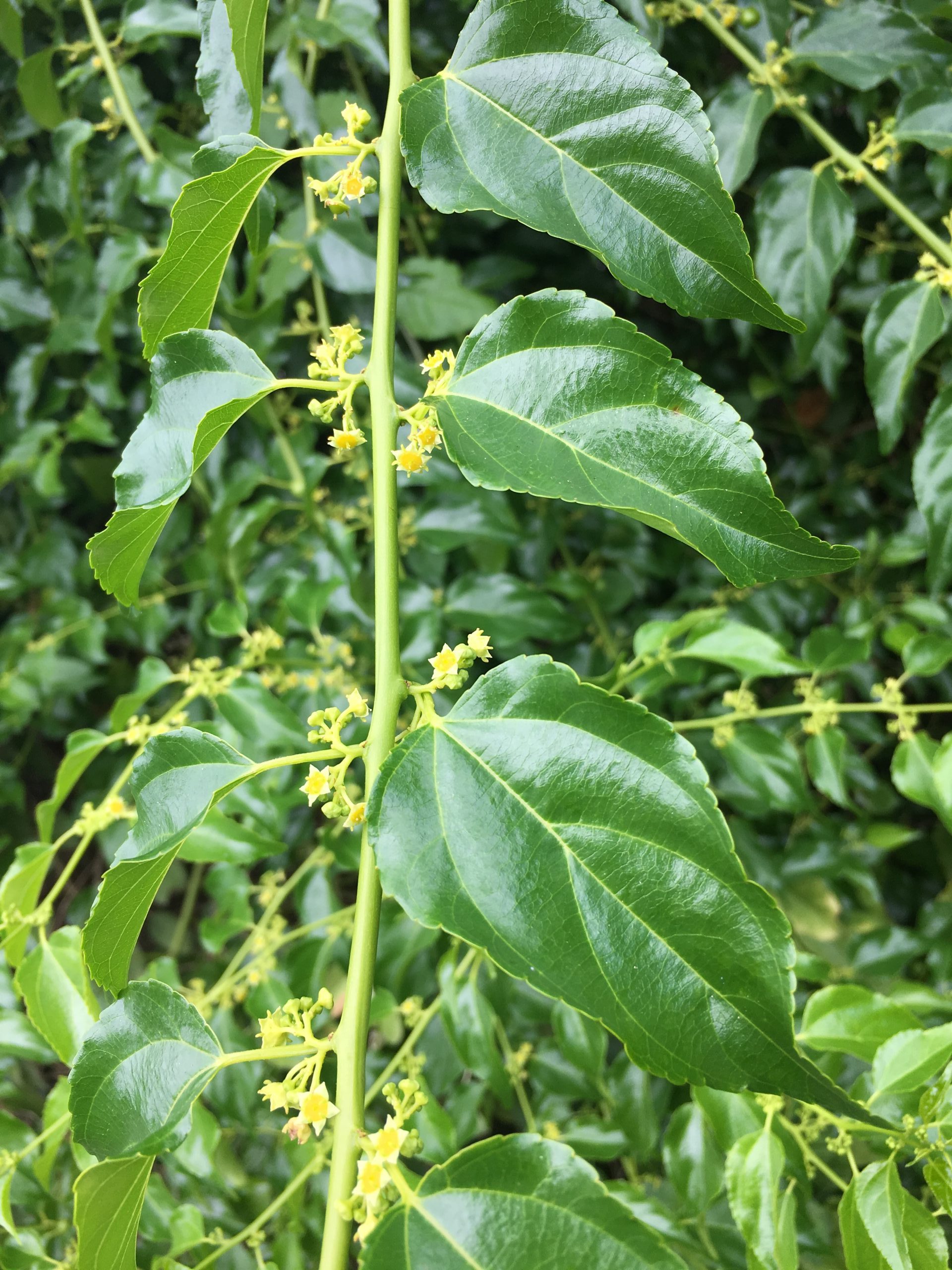 Anapanapa flowers and leaves at MNBG