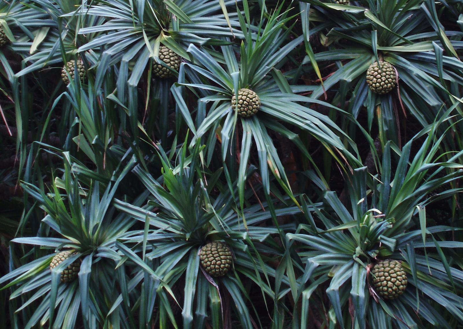 Hala fruit on the tree by Jupiter Nielsen
