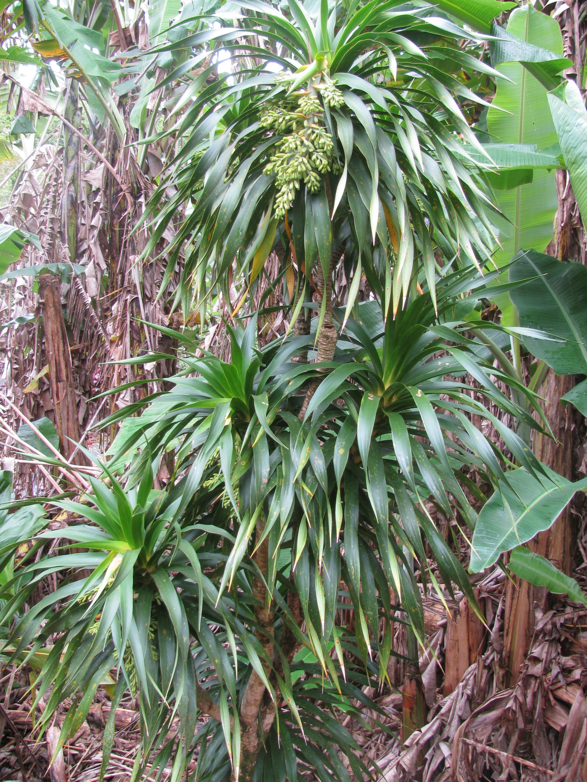 Hala pepe flowers and leaves by Forest and Kim Starr