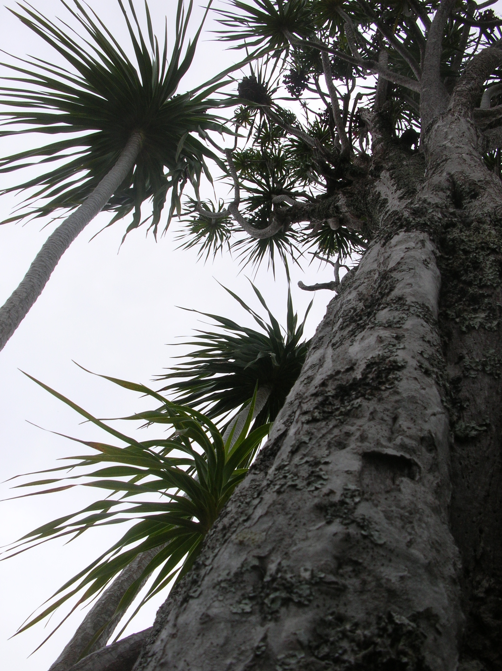 Hala pepe trunk by Forest and Kim Starr