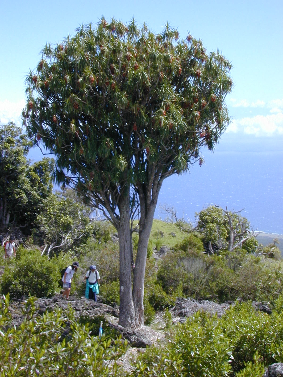 Halapepe old growth at Auwahi by Forest and Kim Starr