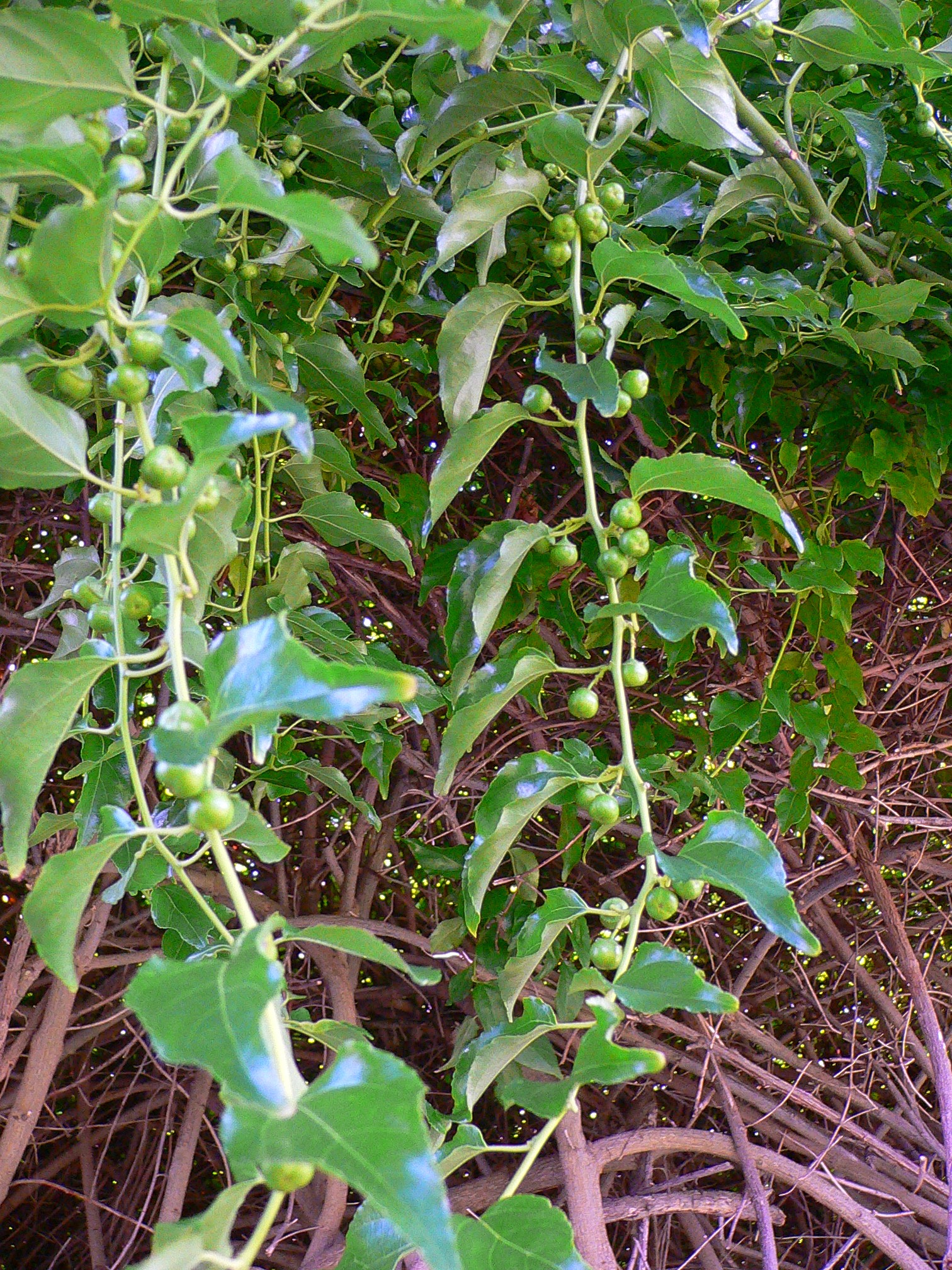 Anapanapa seeds at MNBG