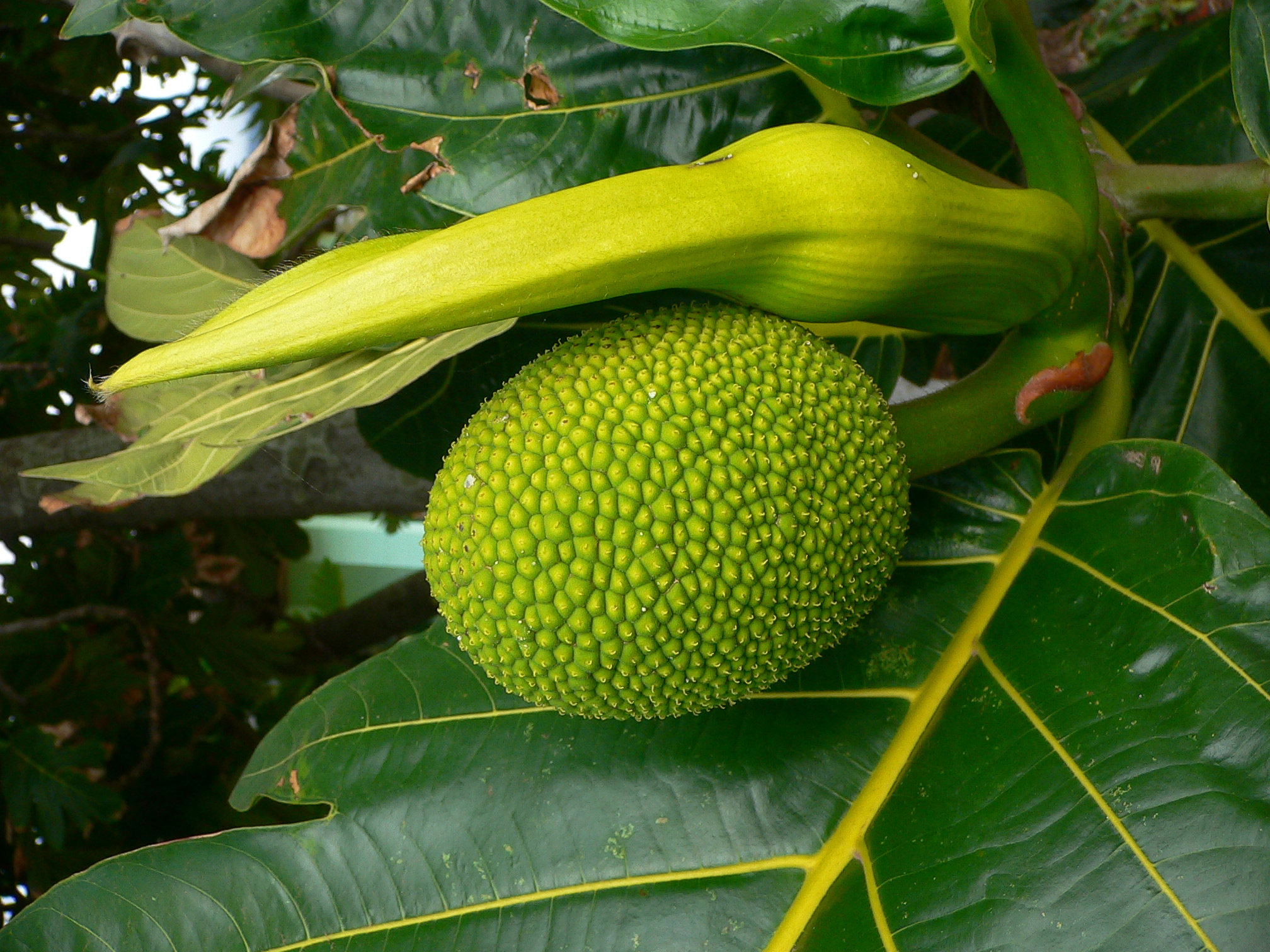 ulu flower and fruit