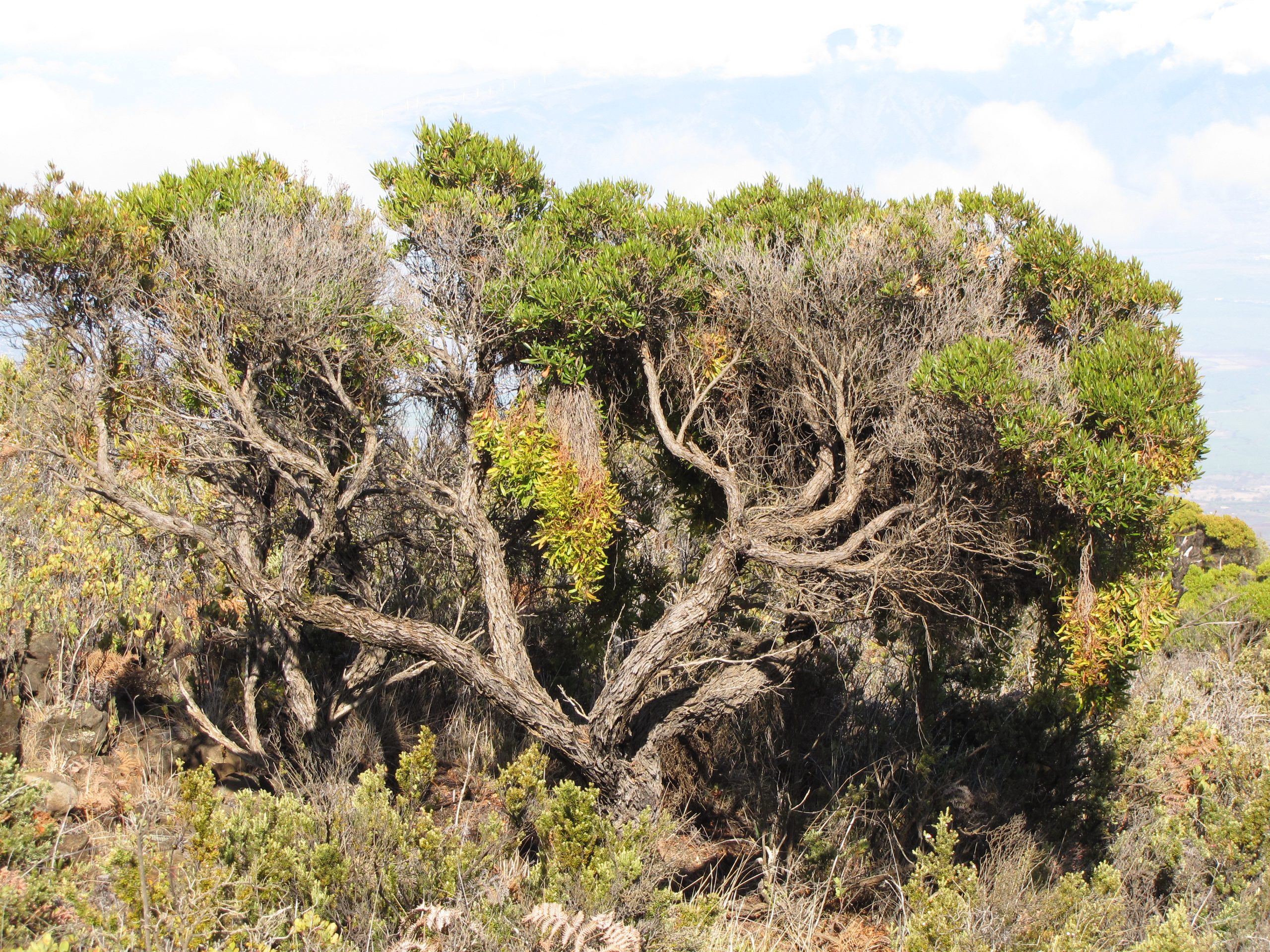 Pohakuloa gulch tall habit aalii