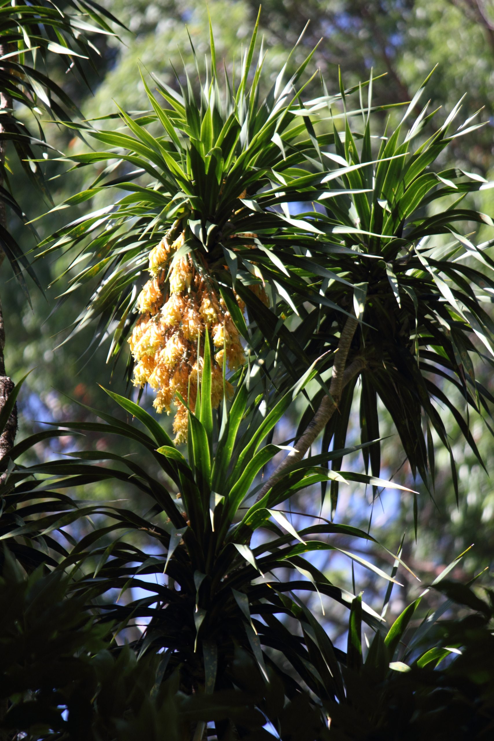 Hala pepe flowers by Jupiter Nielsen