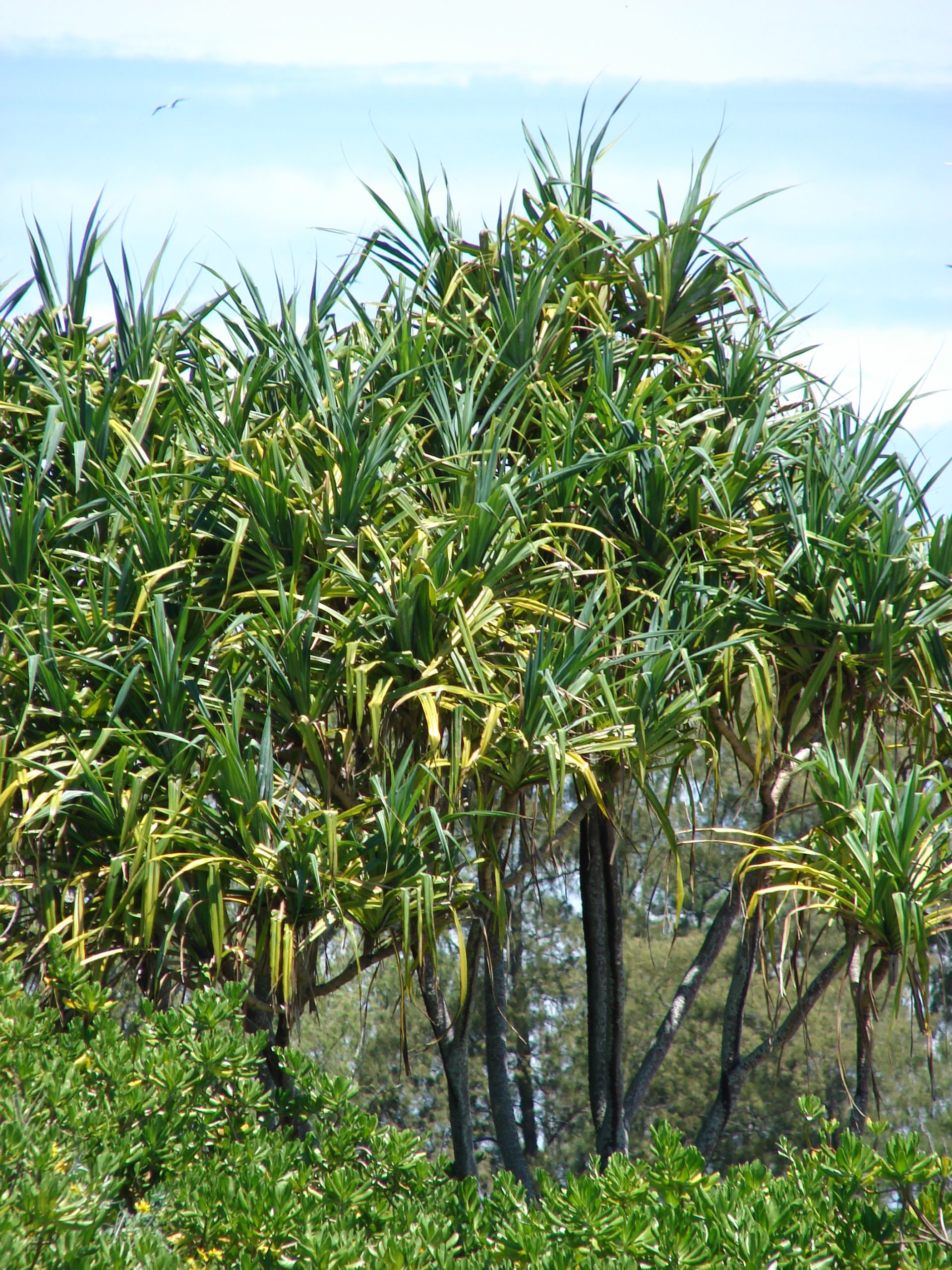 Hala trees by Forest and Kim Starr