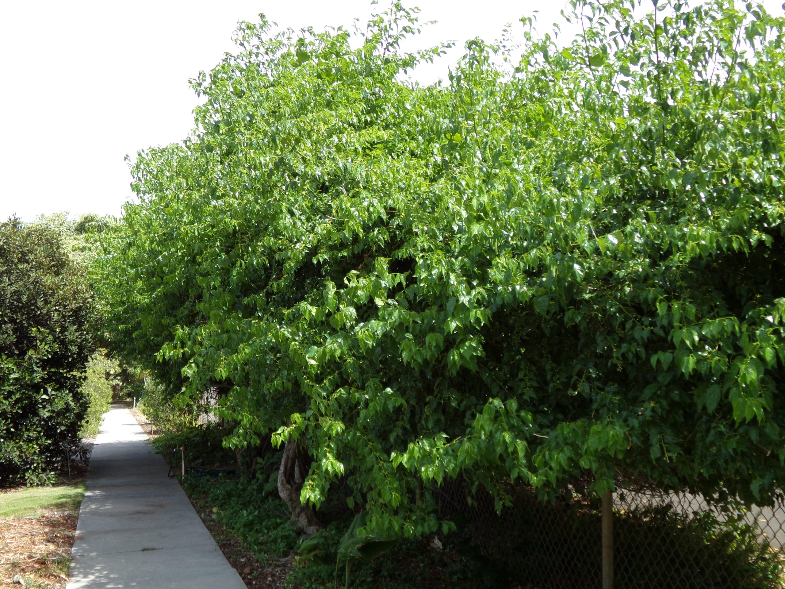 Anapanapa tree at MNBG