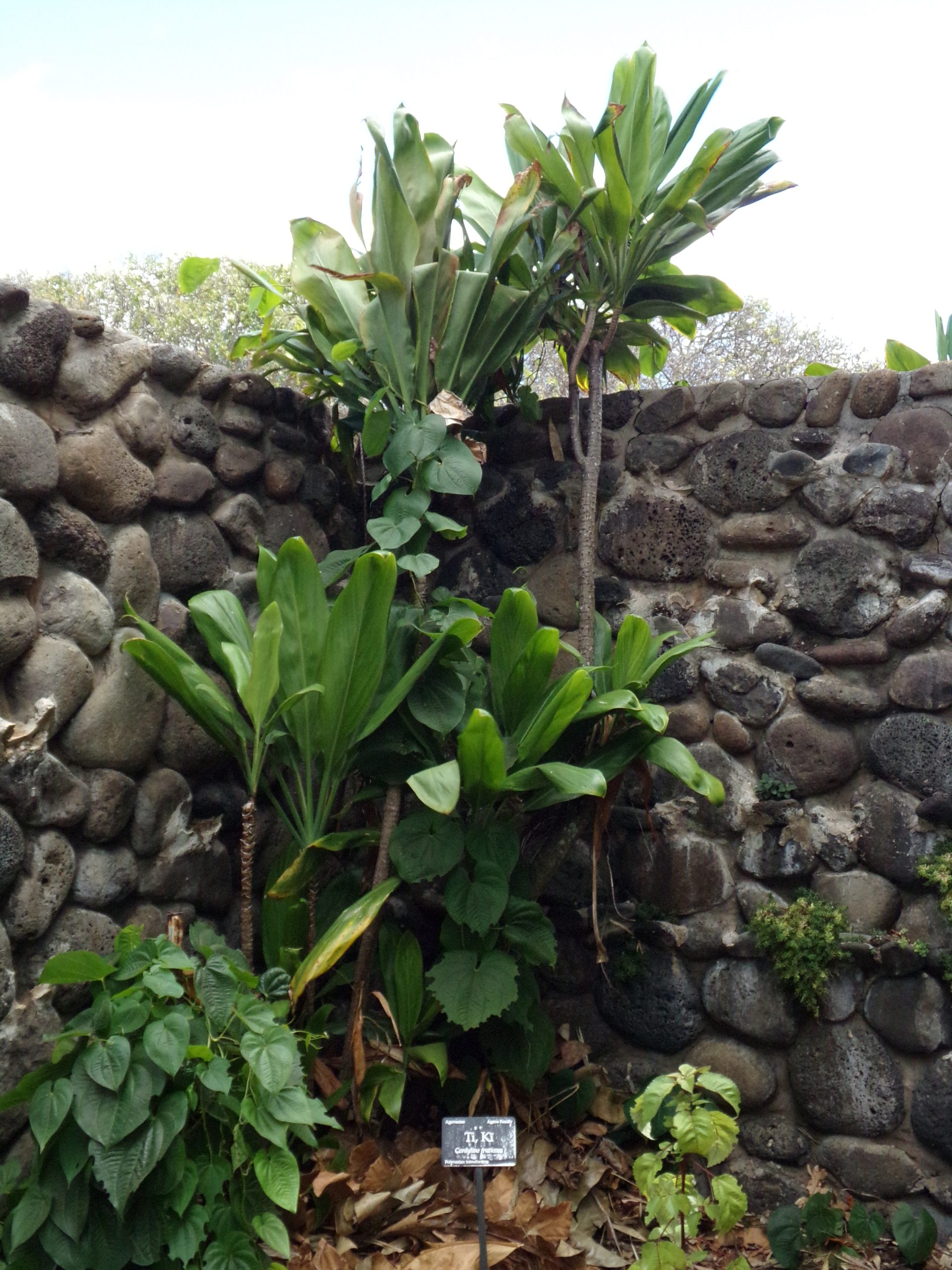 ti leaves and a rock wall