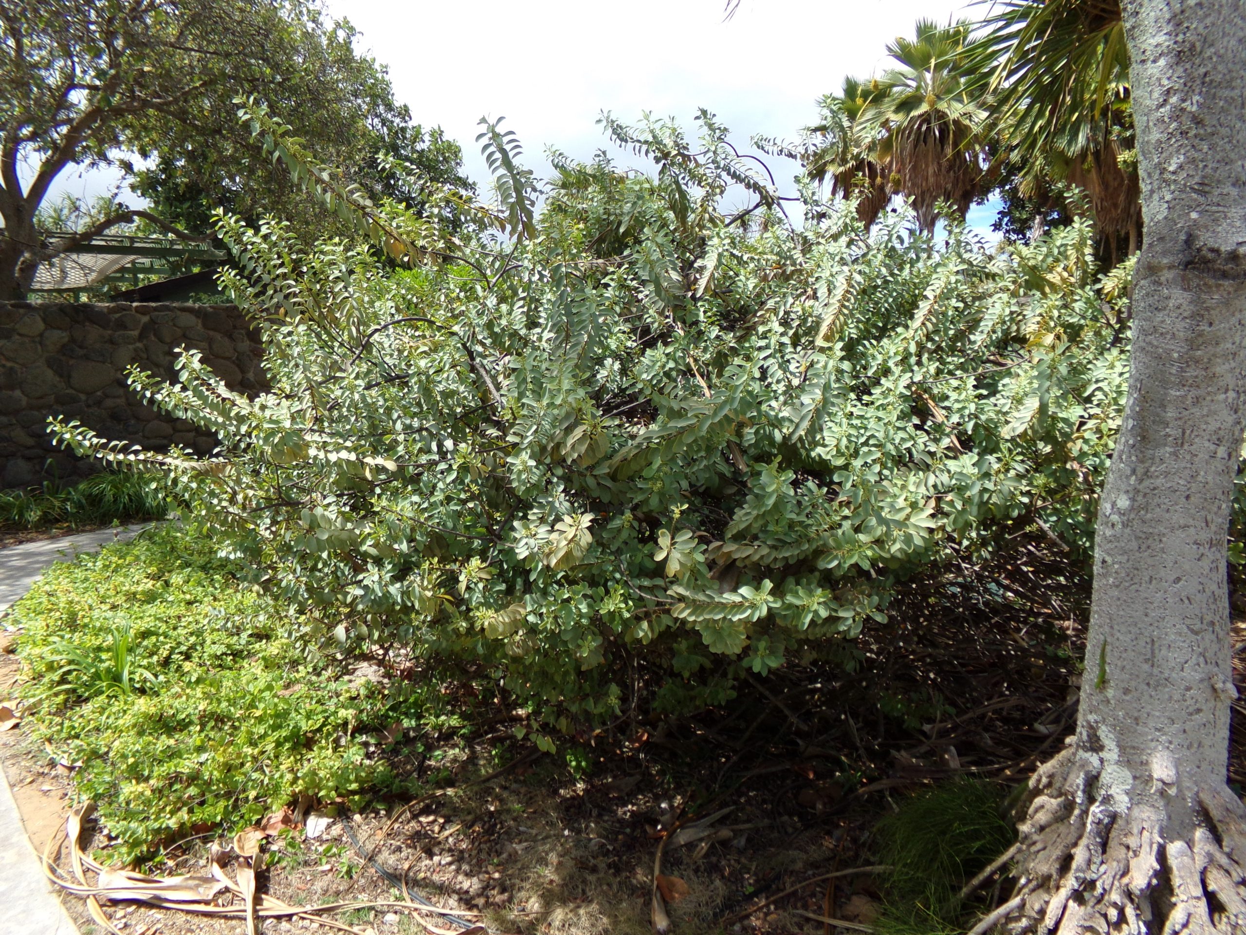 large iliahialoe