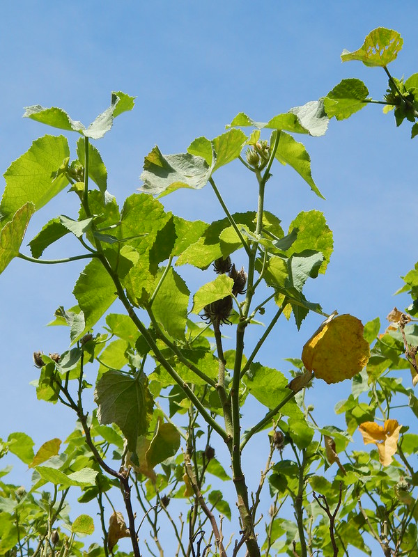 Hau hele wai ('Akiohala) leaves and stems