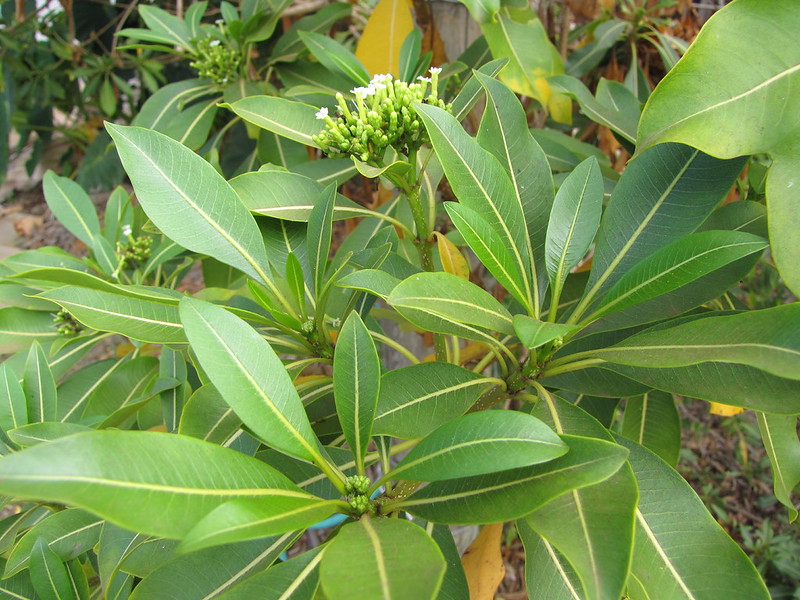 Hao leaves and flowers
