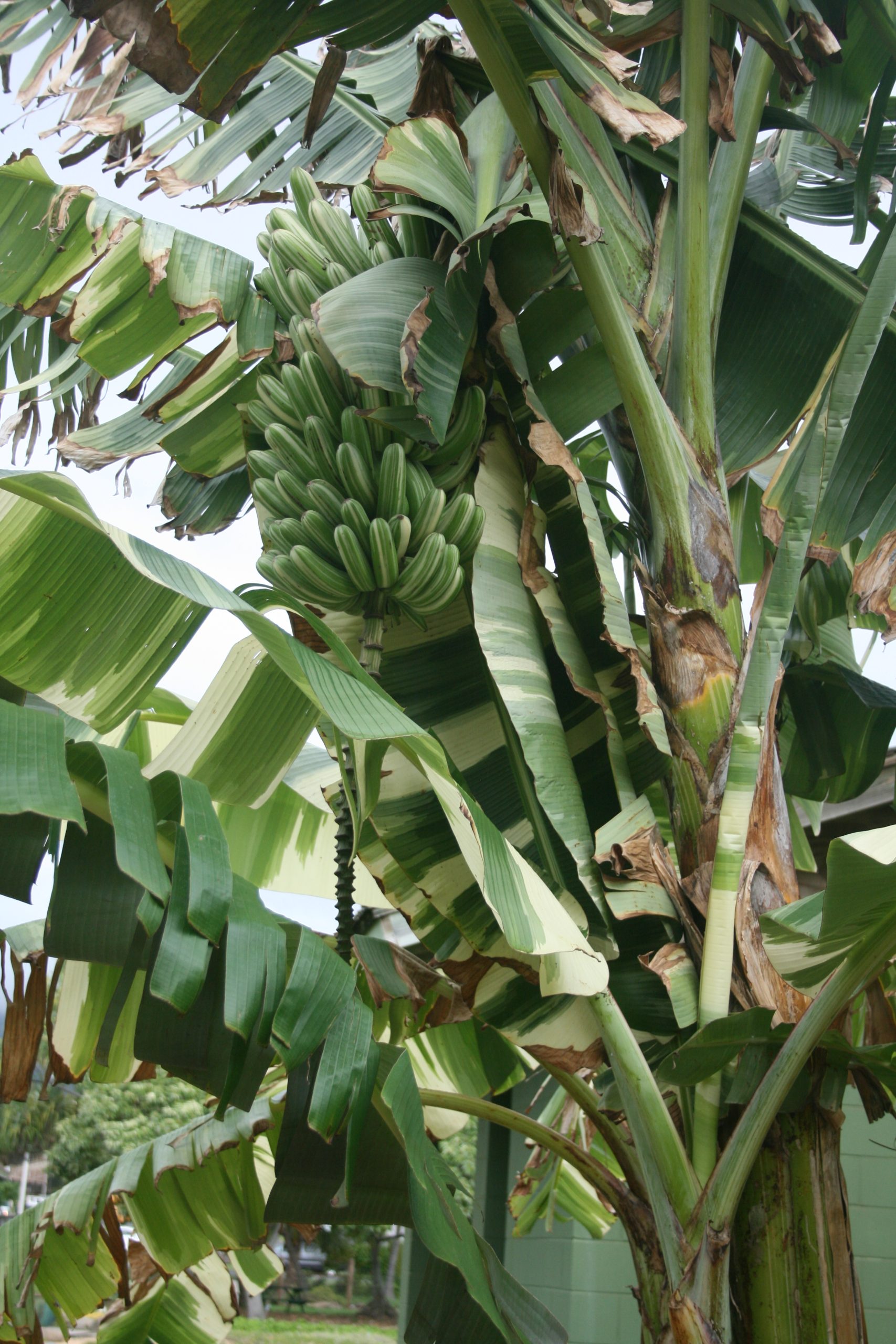 maiʻa with striped leaves