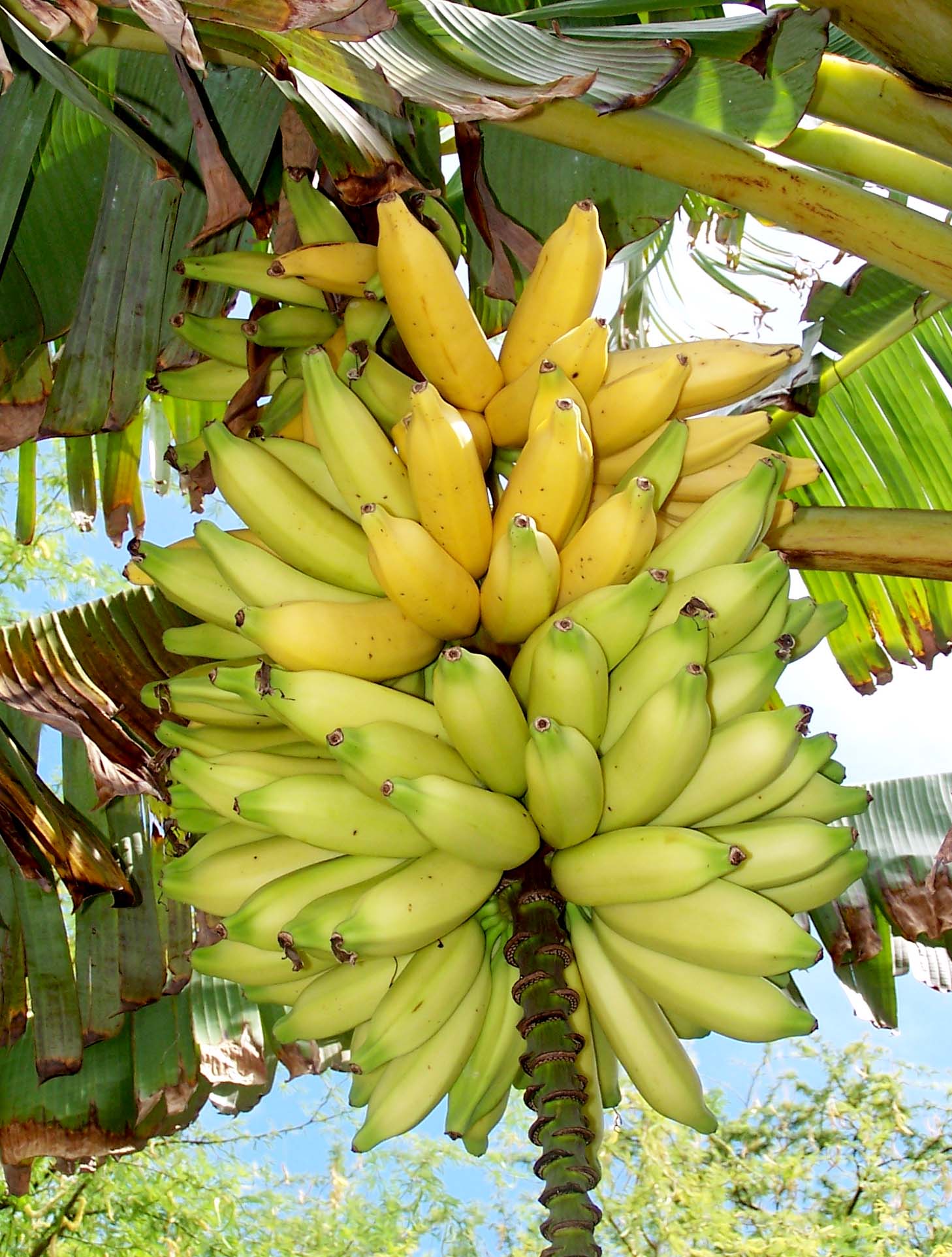 yellow fruit