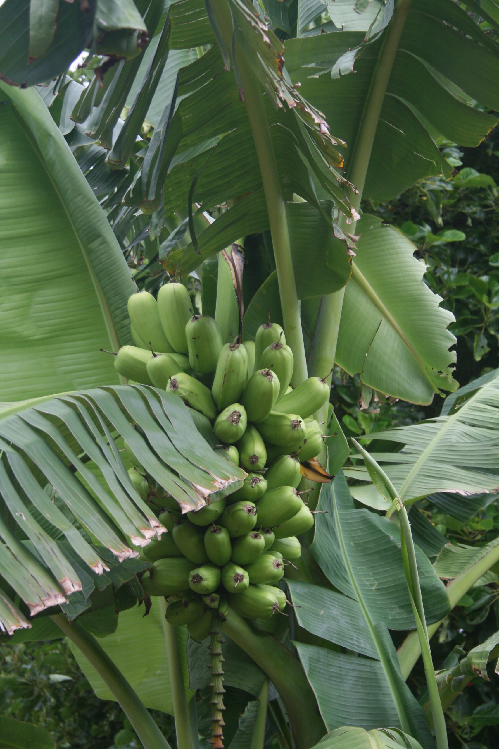green fruit and leaves
