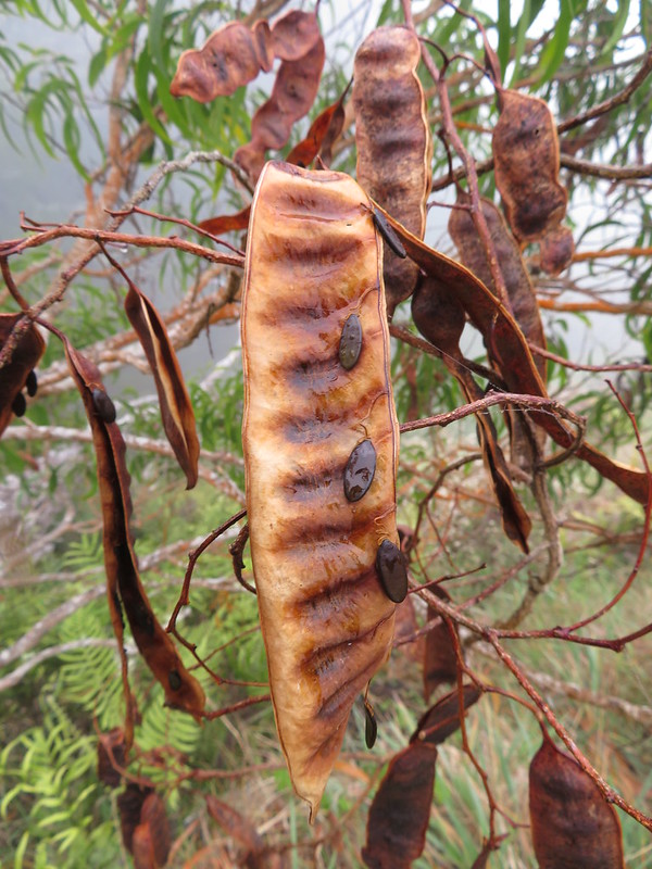 koa seed pods