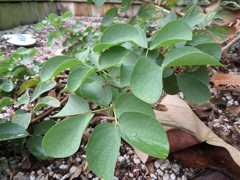 Kanaloa leaves