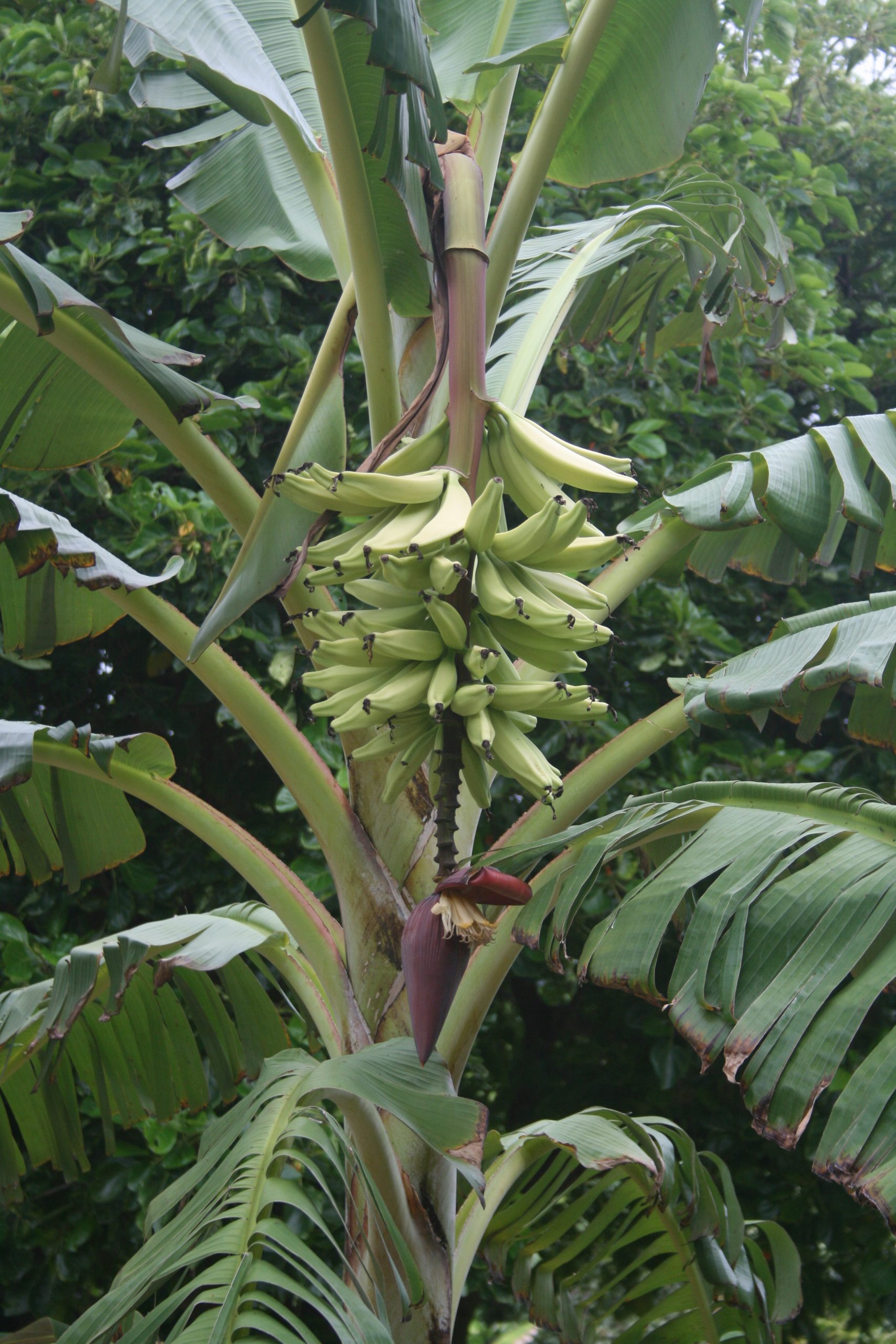 maiʻa