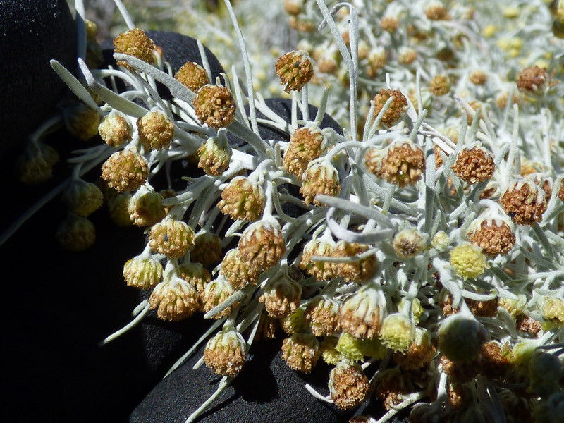 Ahinahina flowers by MNBG