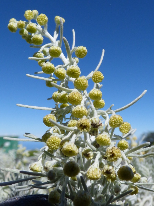 Ahinahina flowers by MNBG