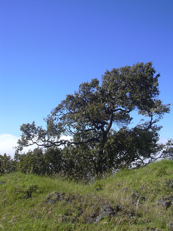 Large kauila in a field