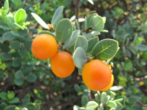Orange fruit