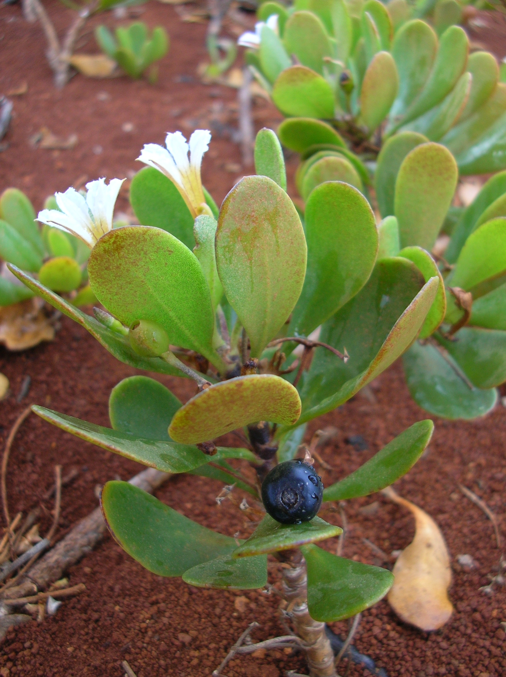 naupaka papa flowers and fruit