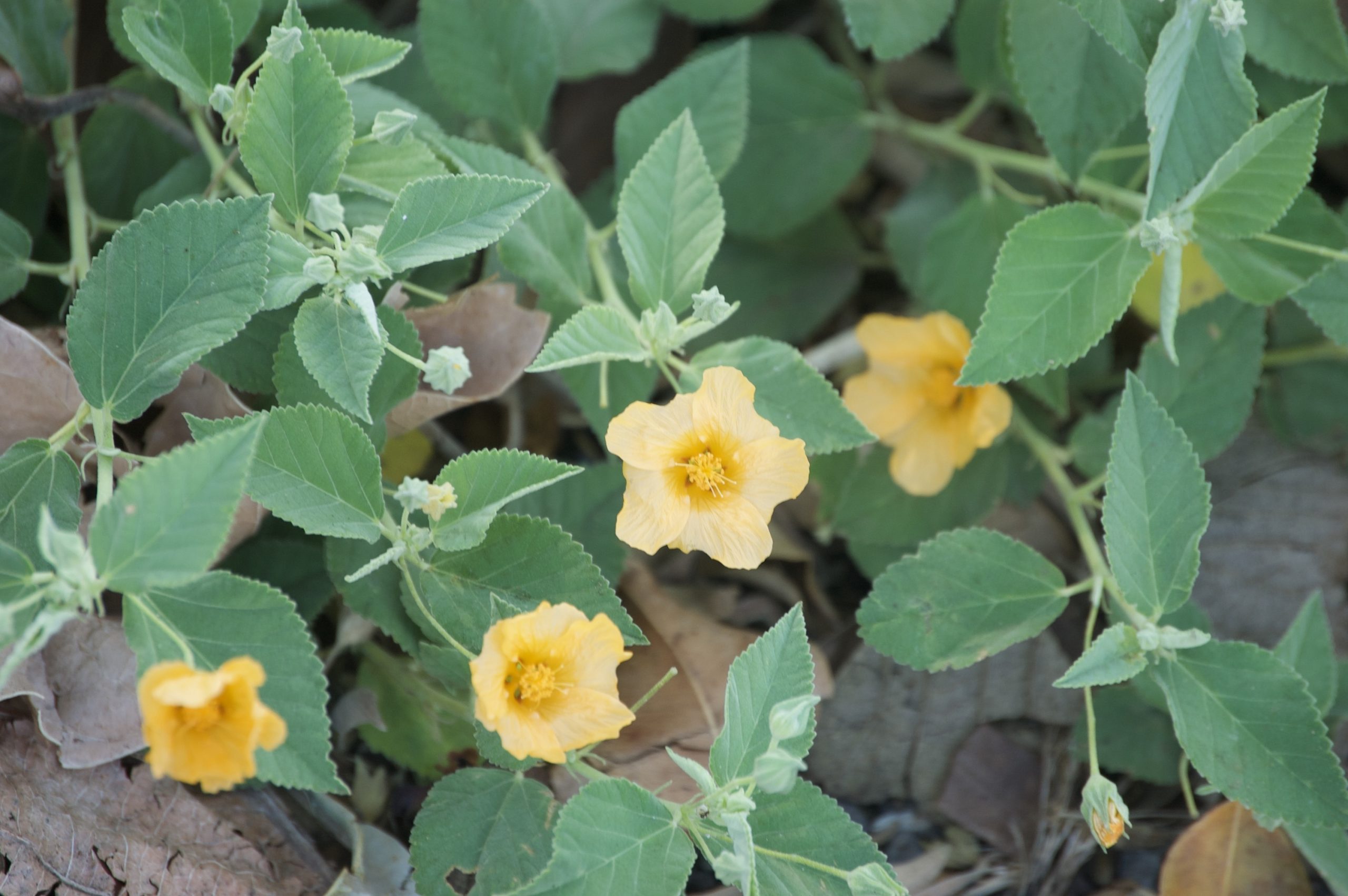 ilima flowers and leaves
